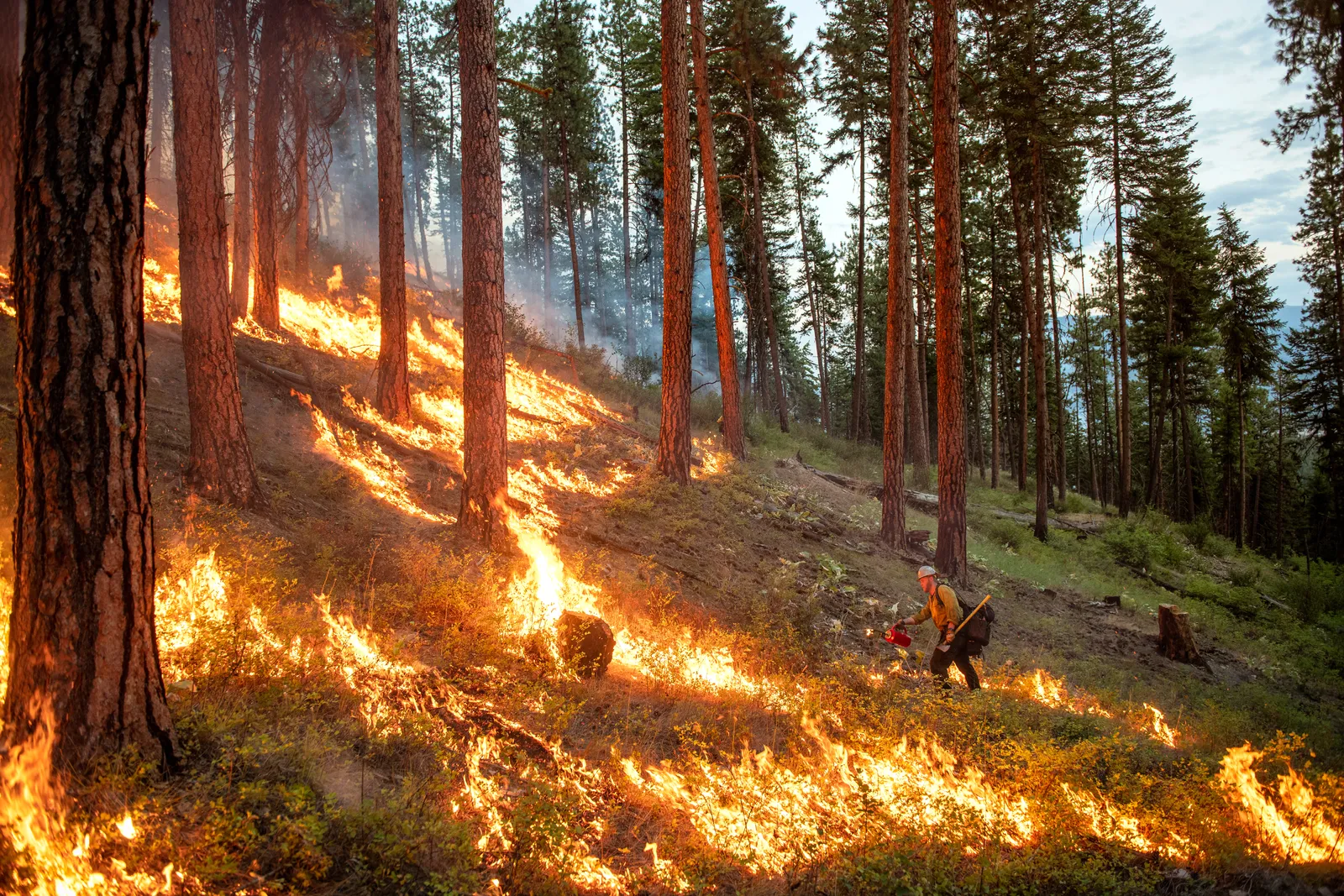 Un brigadista enciende un contrafuego controlado en una ladera boscosa; alrededor arde el suelo del bosque.